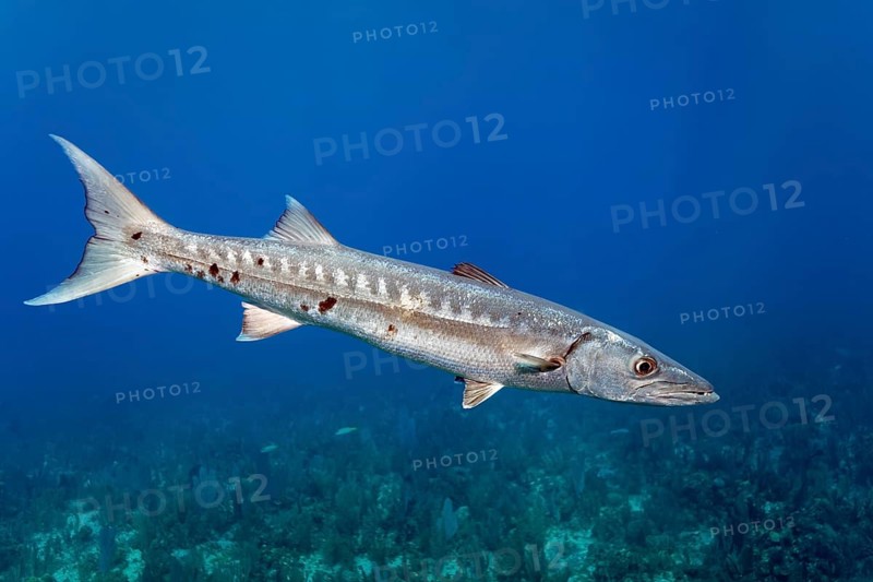 Great barracuda