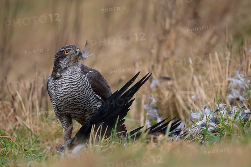 Northern goshawk