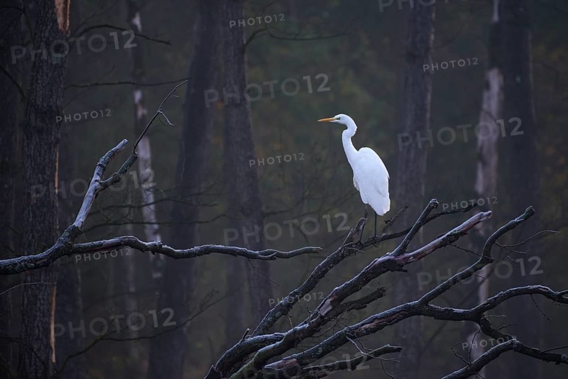 Great egret