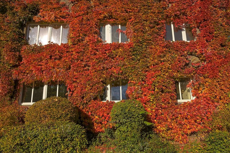 Autumn foliage