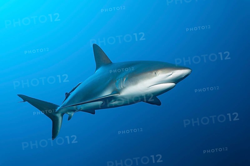 Caribbean reef shark