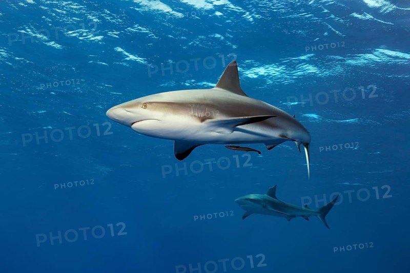 Caribbean reef shark