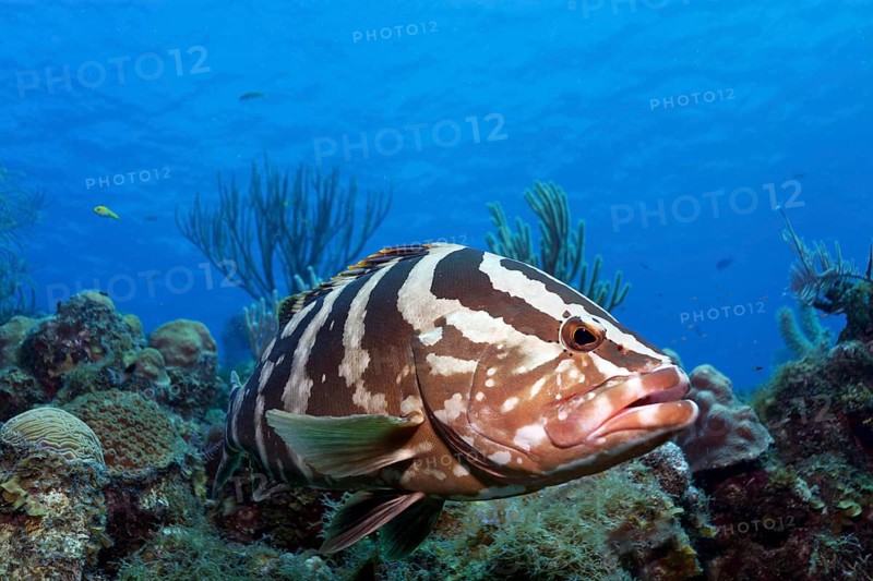 Nassau grouper
