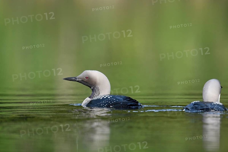 Black-throated loon