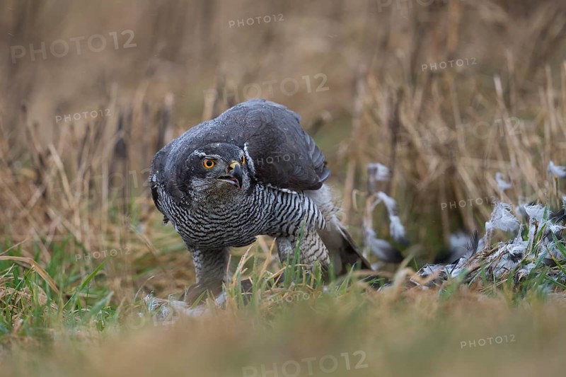 Northern goshawk