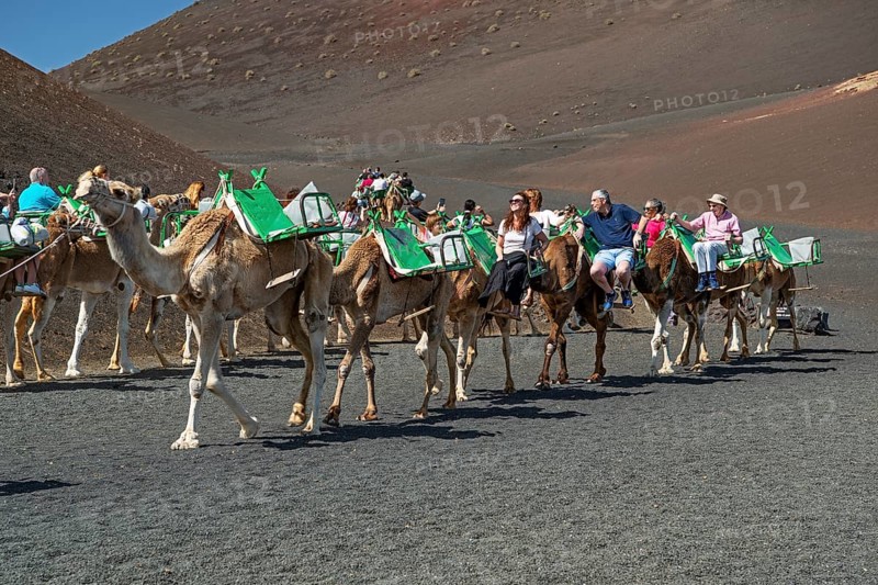 Tourists riding dromedaries in Timanfaya National Park