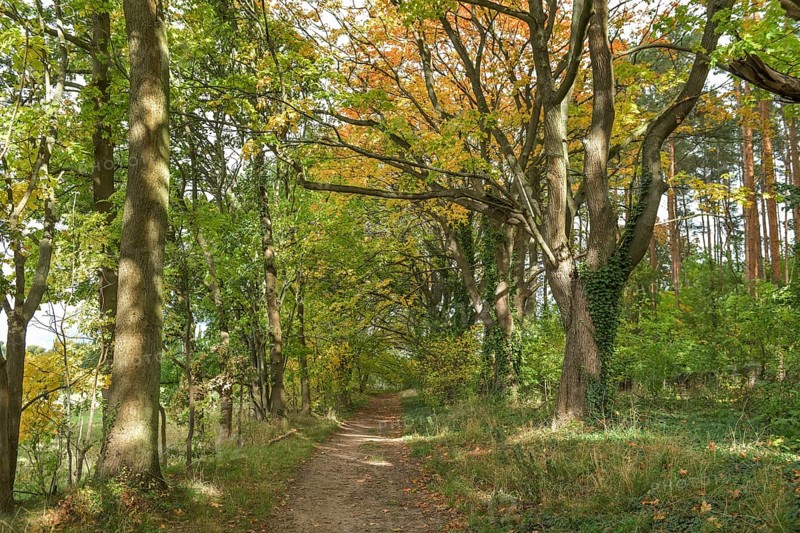 Forest path near Neuruppin