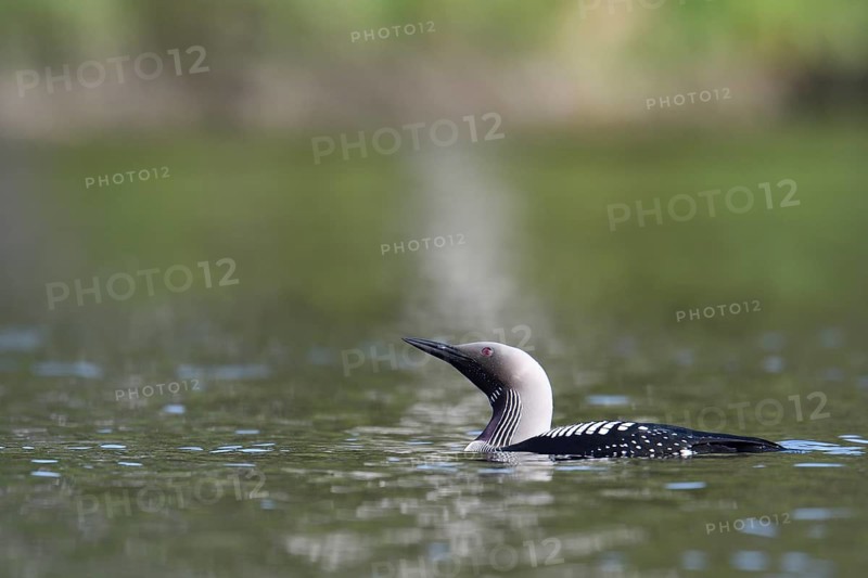 Black-throated loon