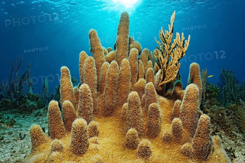 Pillar coral