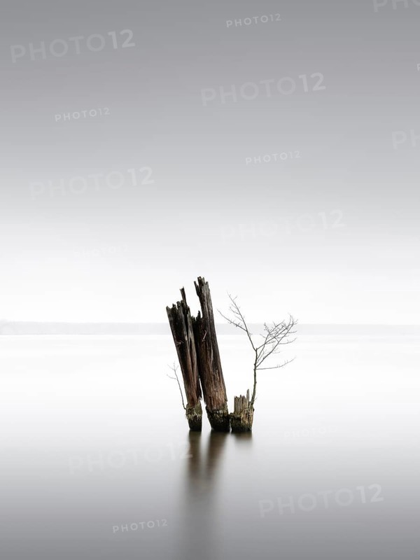 Old groynes for bank protection