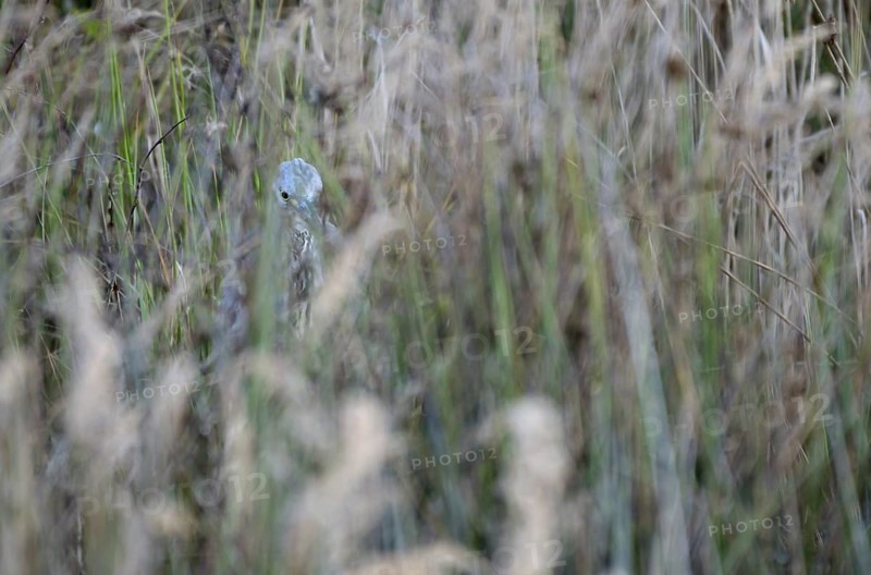 iblcwe08166478.jpg