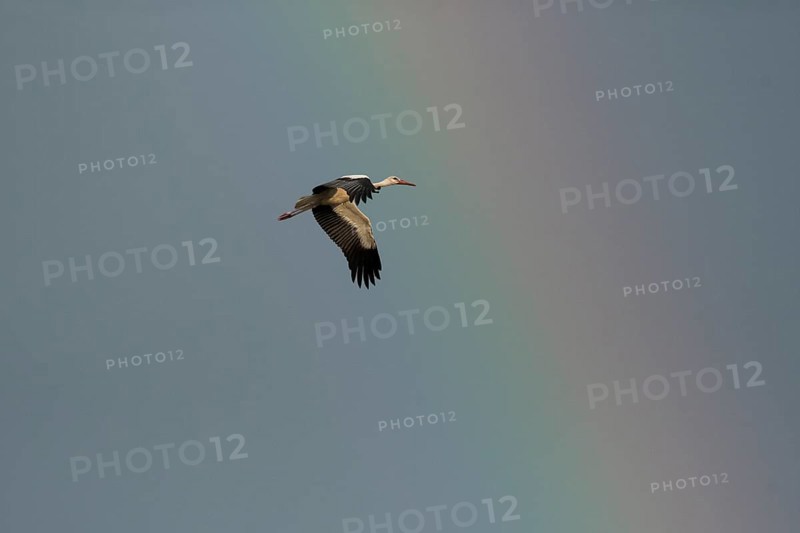 White stork