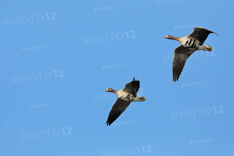 Greater white-fronted geese