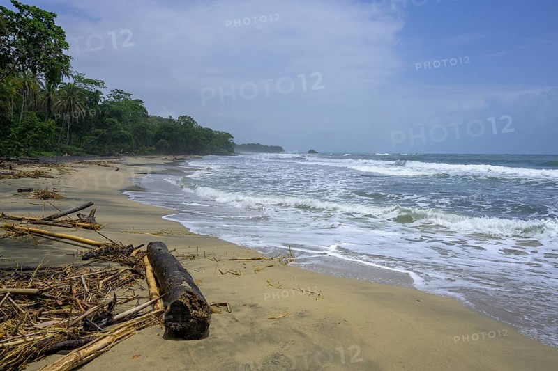 Wild beach with driftwood