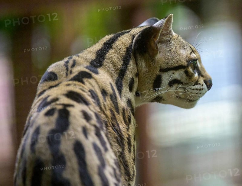 Margay