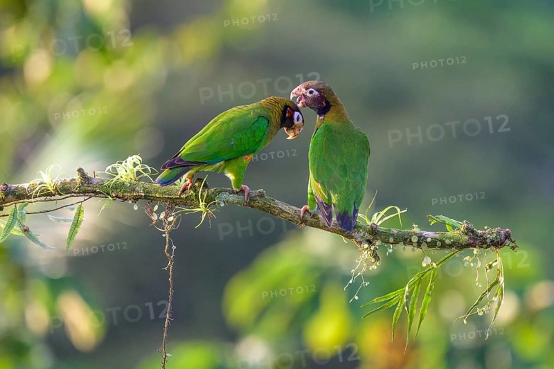 Brown-hooded parrots