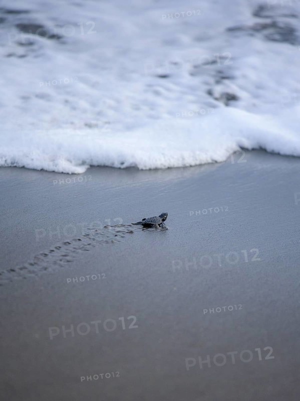 Newly hatched olive ridley sea turtle