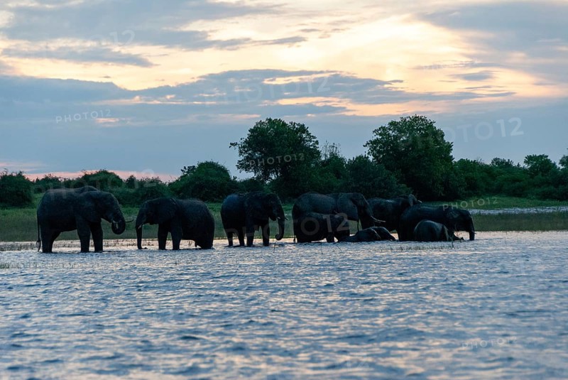 African elephant