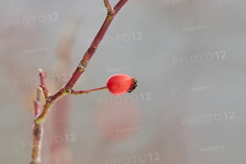 Dog rose