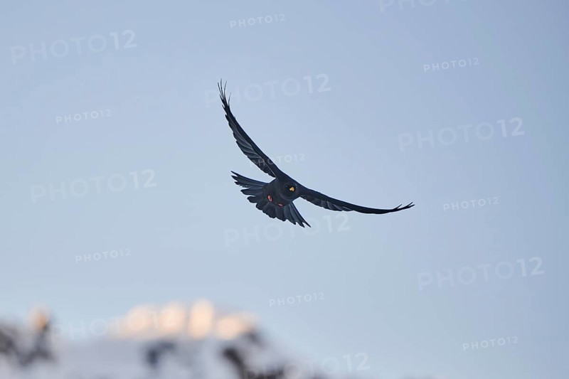 Yellow-billed chough