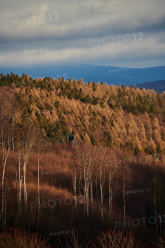Sunlight on common beech
