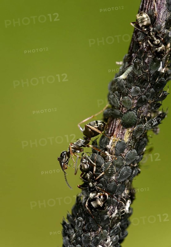 Worker of the horse ant
