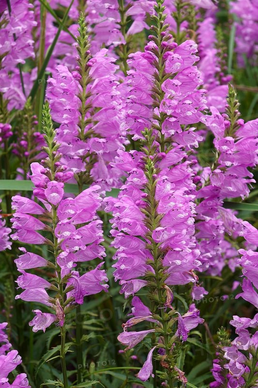 Obedient Plant