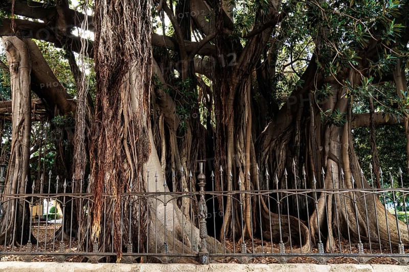 Ficus Macrofylla