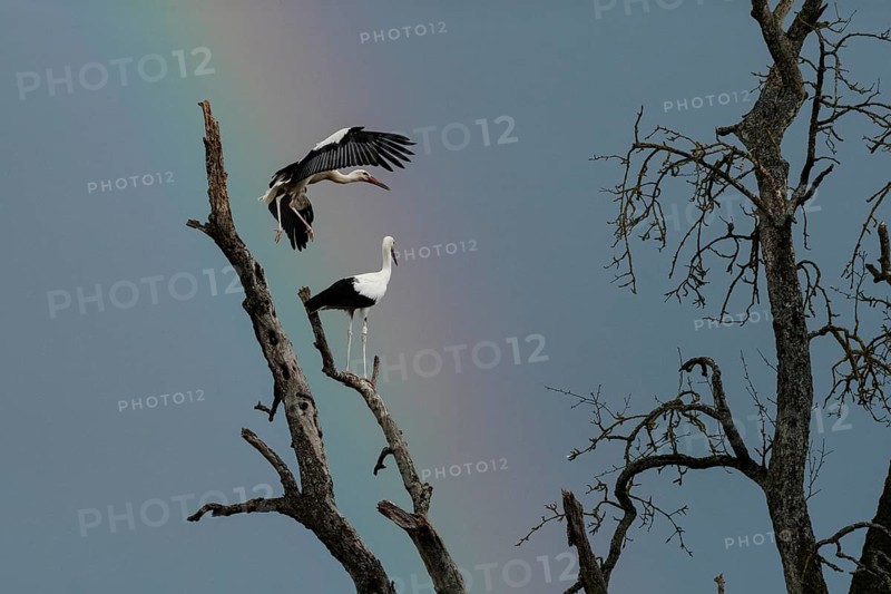 White stork