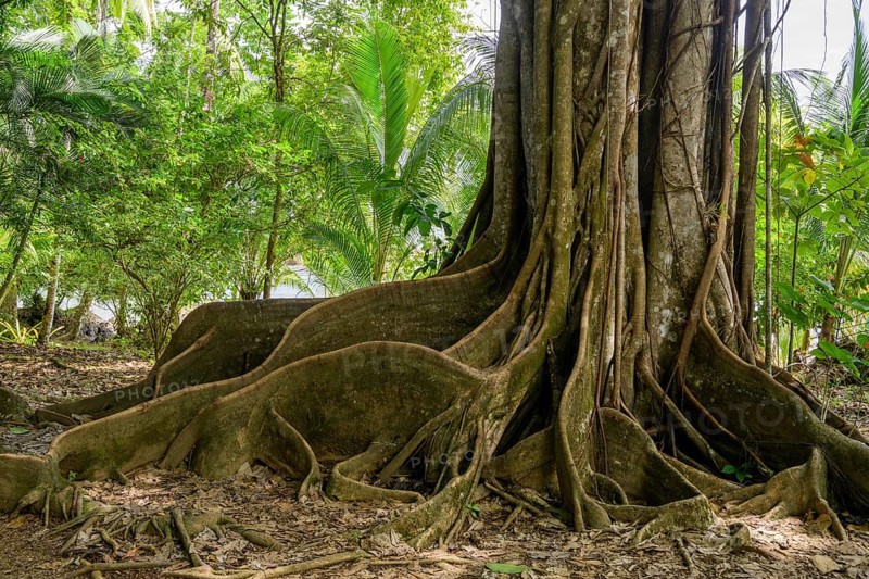 Tree with supporting roots