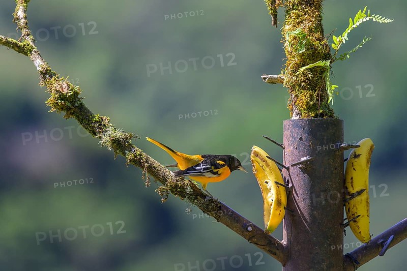 Male baltimore oriole
