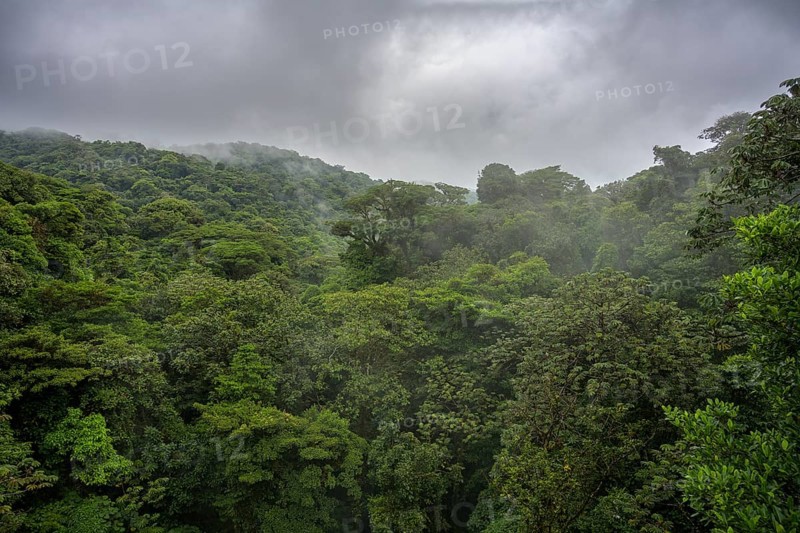 Rainforest in Selvatura Park seen from a suspension bridge