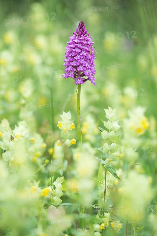 Pyramidal orchid