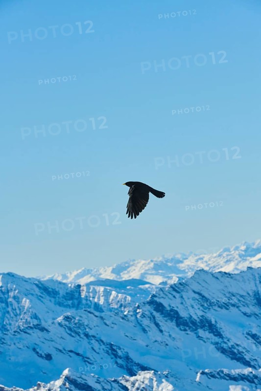 Yellow-billed chough