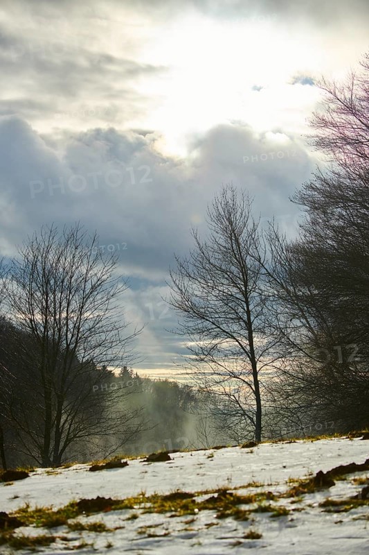Fog coming up from a vally with trees in front
