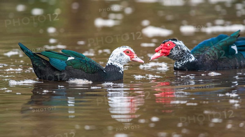 Muscovy Duck
