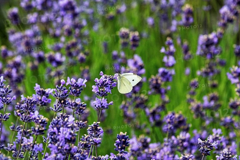 Lavender flower