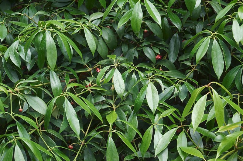 Chinese anise tree