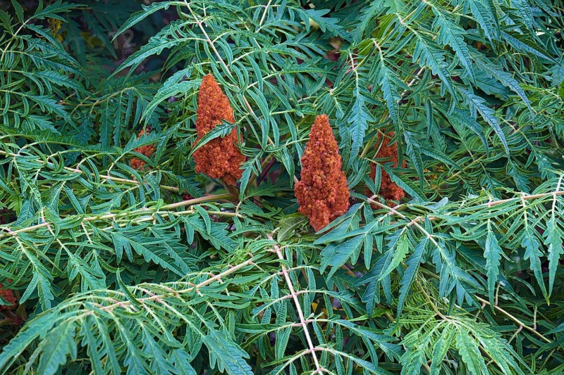 Cut-leaf staghorn sumac