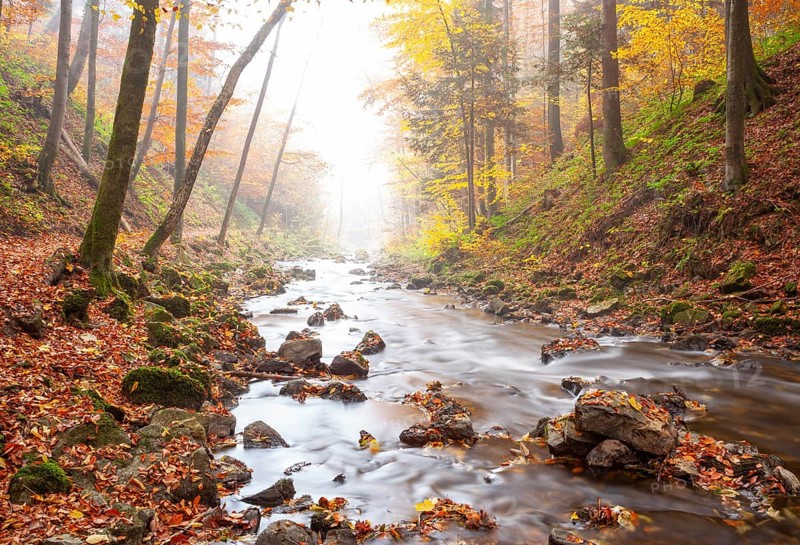 Zellerache flows through autumn forest in morning mist