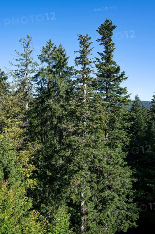 View from the treetop path of european spruce