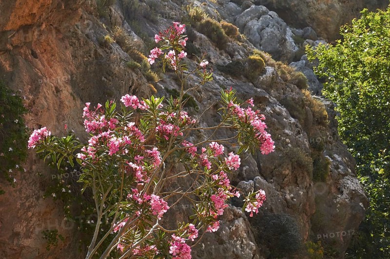 Spring in Crete