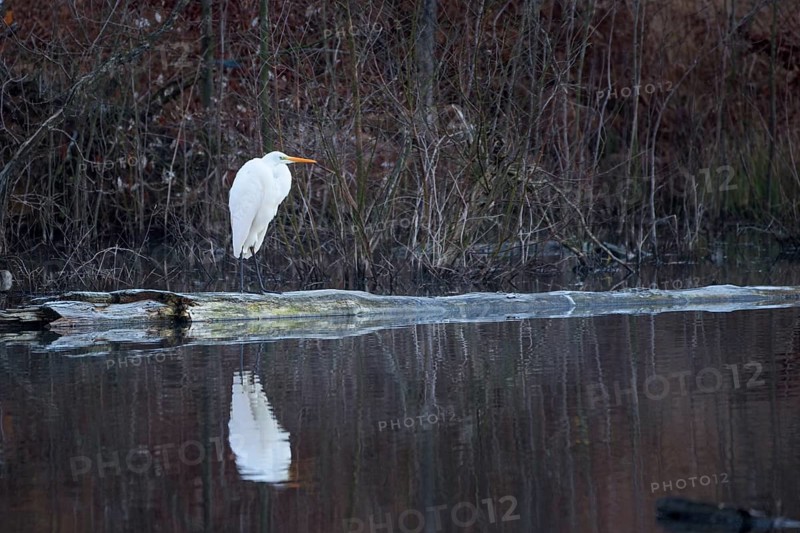Great egret