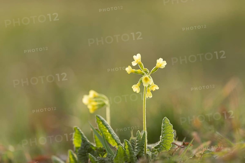 True oxlip
