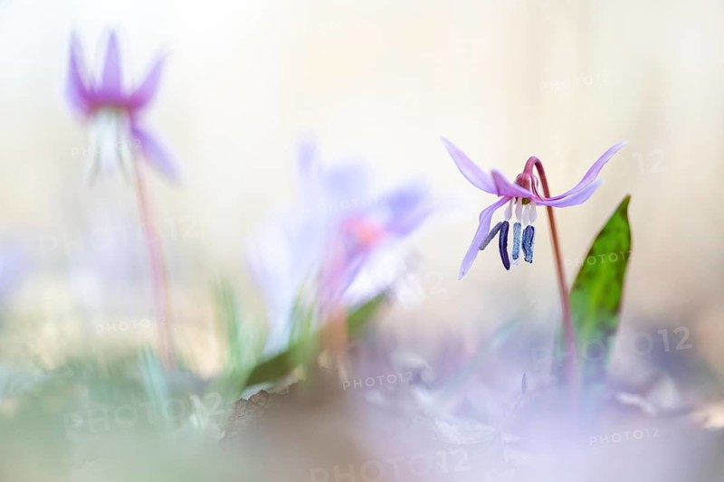 Flowering dog's tooth violet