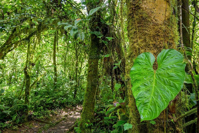 Rainforest in Tapanti National Park