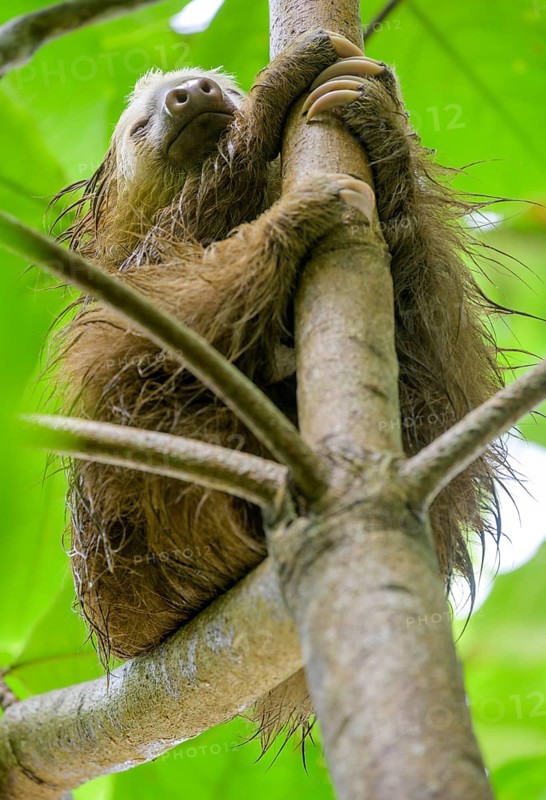 Wet hoffmann's two-toed sloth