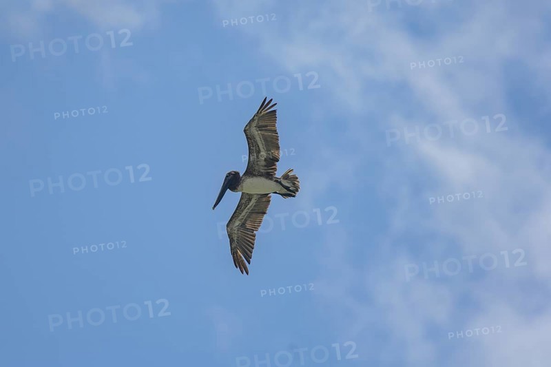 Brown pelican