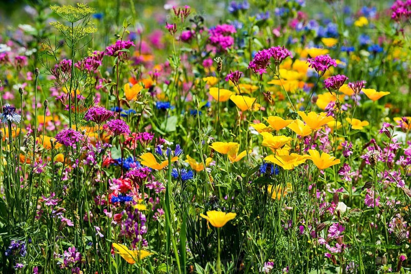 Flower meadow for insects