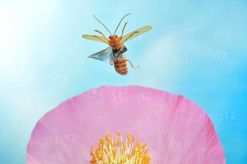 Red fly beetle